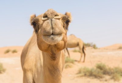 Adopt A Camel
