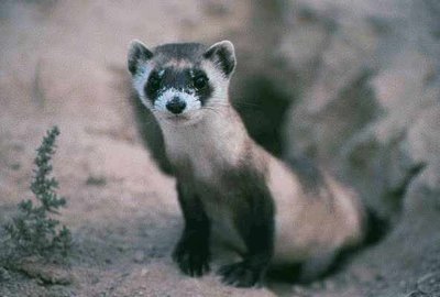 Adopt A Black-Footed Ferret
