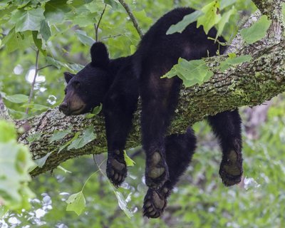 Adopt A Black Bear