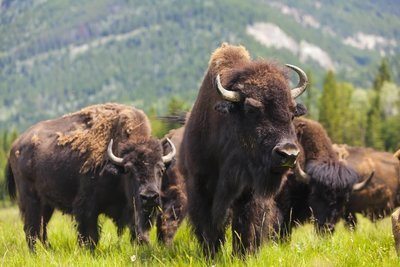 Adopt A Bison
