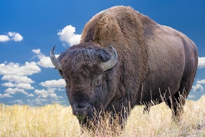Adopt A Buffalo