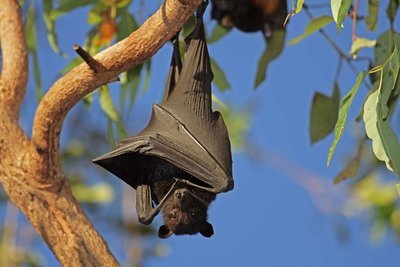 Adopt A Bat
