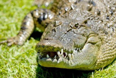 Adopt An Alligator
