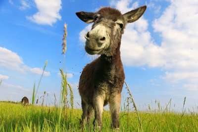 Adopt A Mule