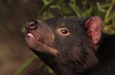 Adopt A Tasmanian Devil