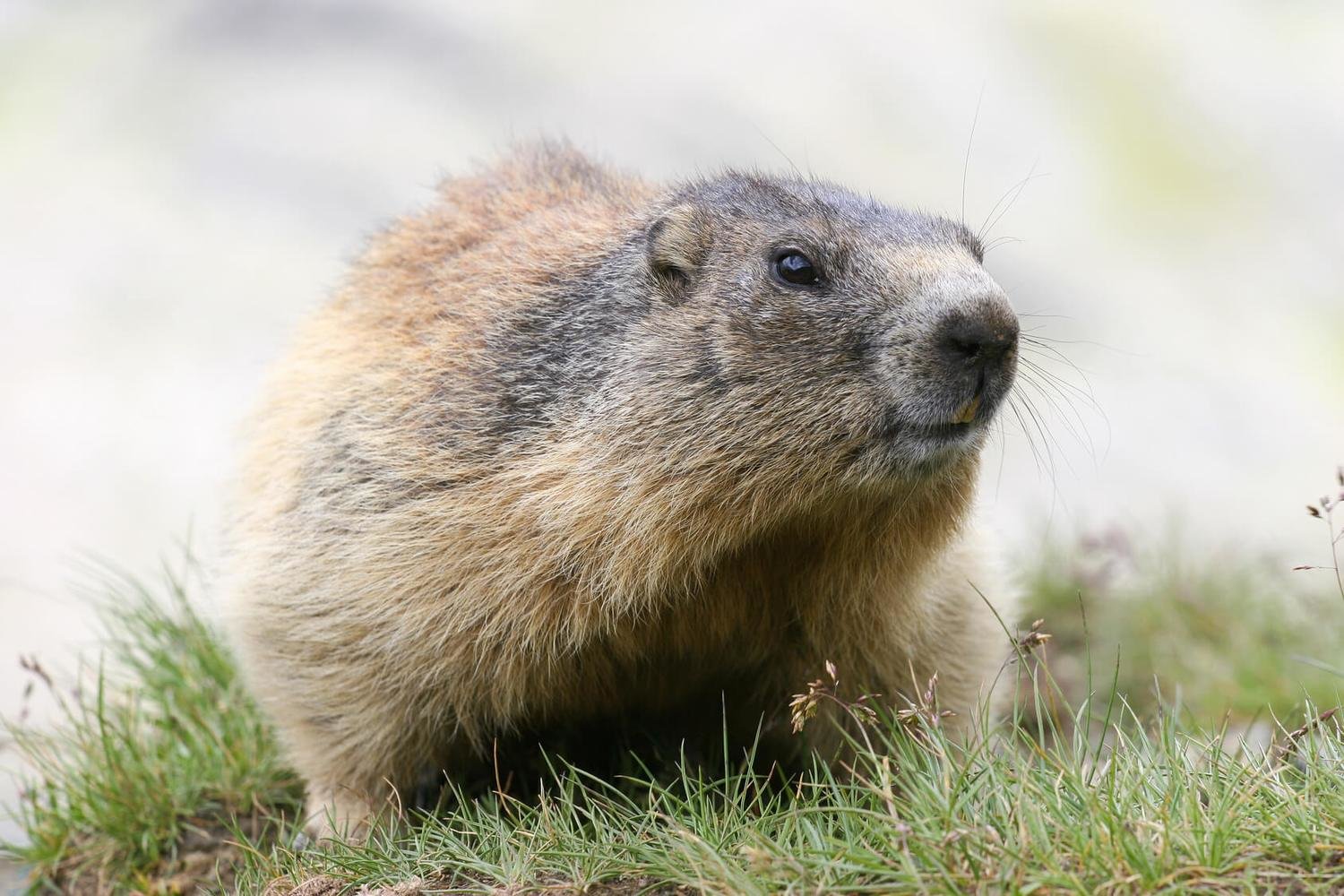 Adopt A Groundhog
