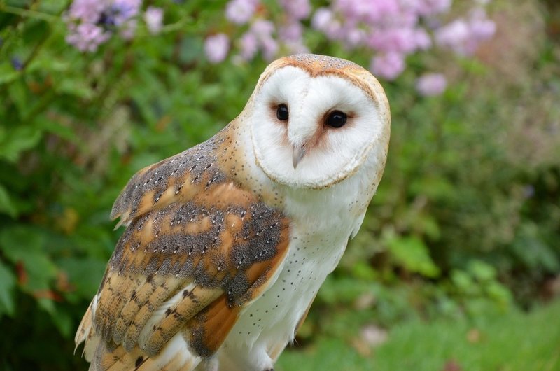 Adopt A Barn Owl