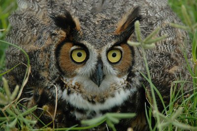 Adopt A Hoot Owl