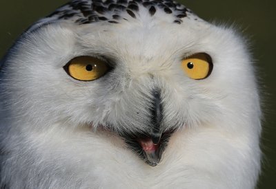 Adopt A Snowy Owl