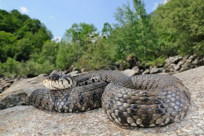 Adopt An Anaconda