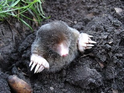 Adopt A Mole