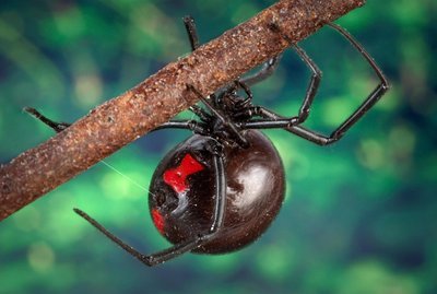 Adopt A Spider