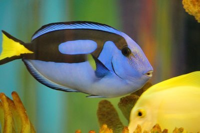 Adopt A Tang