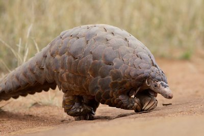 Adopt A Pangolin