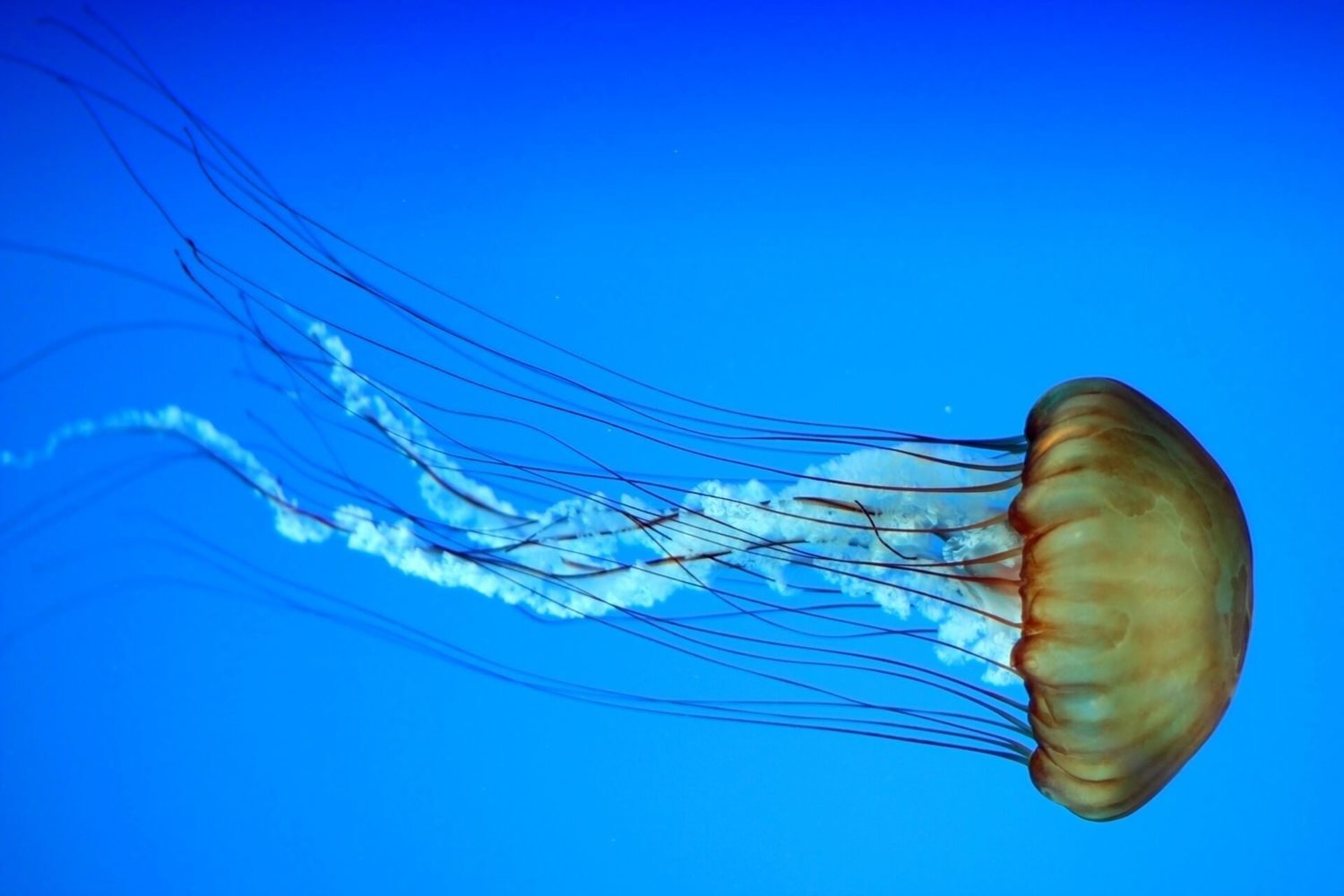 Adopt A Jellyfish