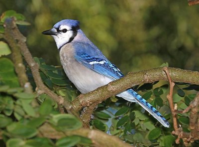 Adopt A Blue Jay