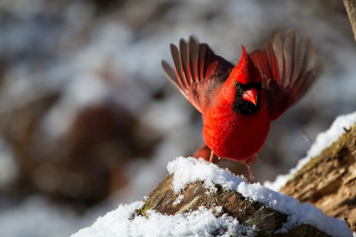 Adopt A Cardinal
