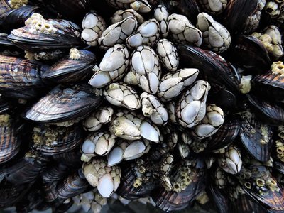 Adopt A Barnacle
