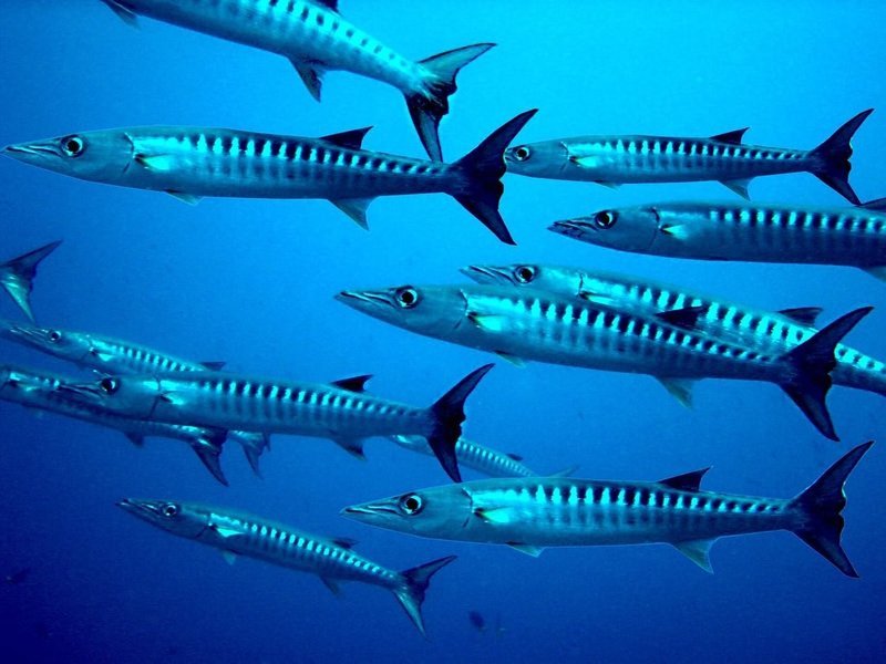 Adopt A Barracuda