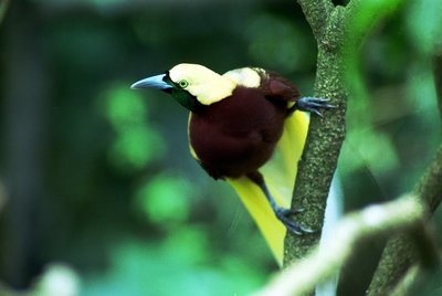 Adopt A Bird Of Paradise