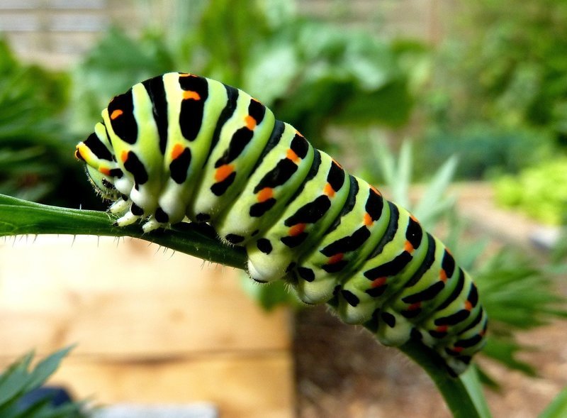 Adopt A Caterpillar