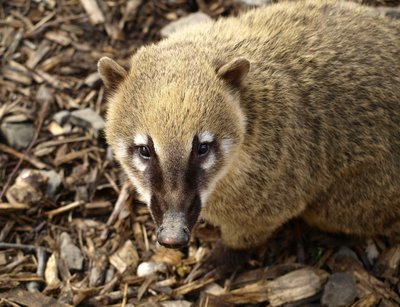 Adopt A Coati