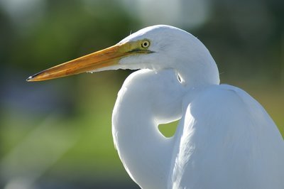 Adopt A Crane