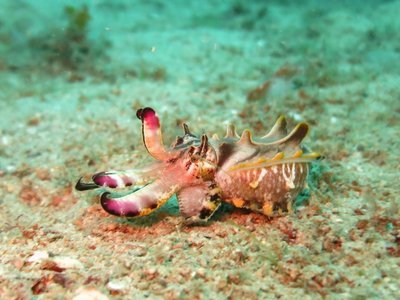 Adopt A Cuttlefish