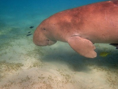 Adopt A Dugong