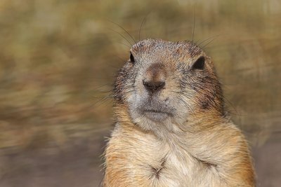 Adopt A Gopher