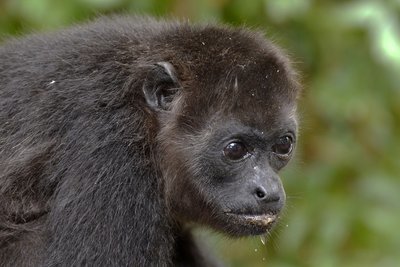Adopt A Howler Monkey