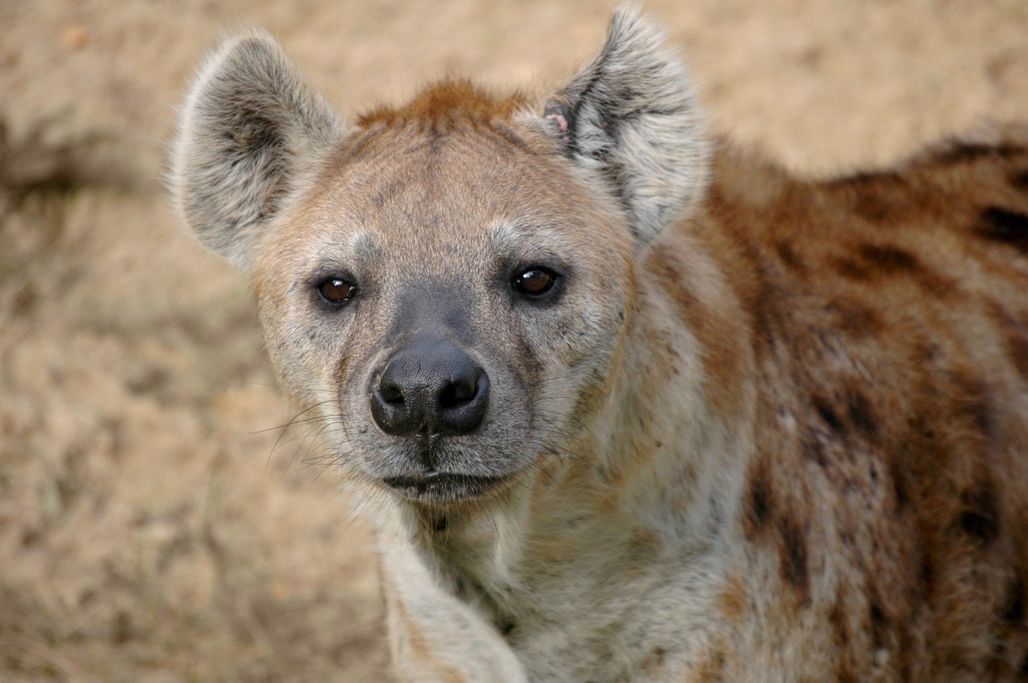Adopt A Hyena