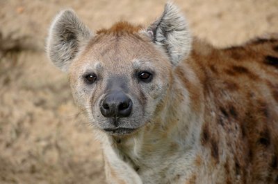 Adopt A Hyena