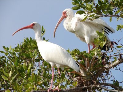 Adopt An Ibis