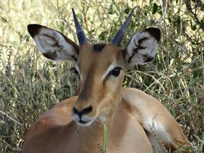 Adopt An Impala