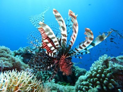 Adopt A Lionfish