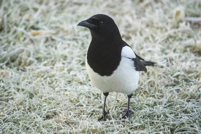 Adopt A Magpie