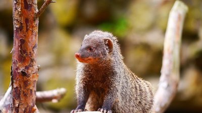 Adopt A Mongoose