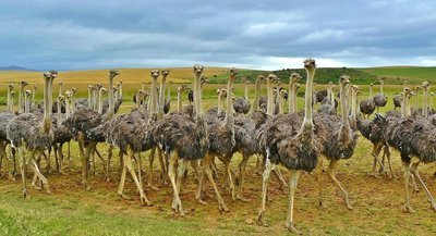 Adopt An Ostrich