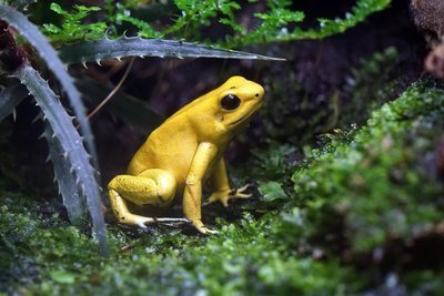 Adopt A Poison Dart Frog