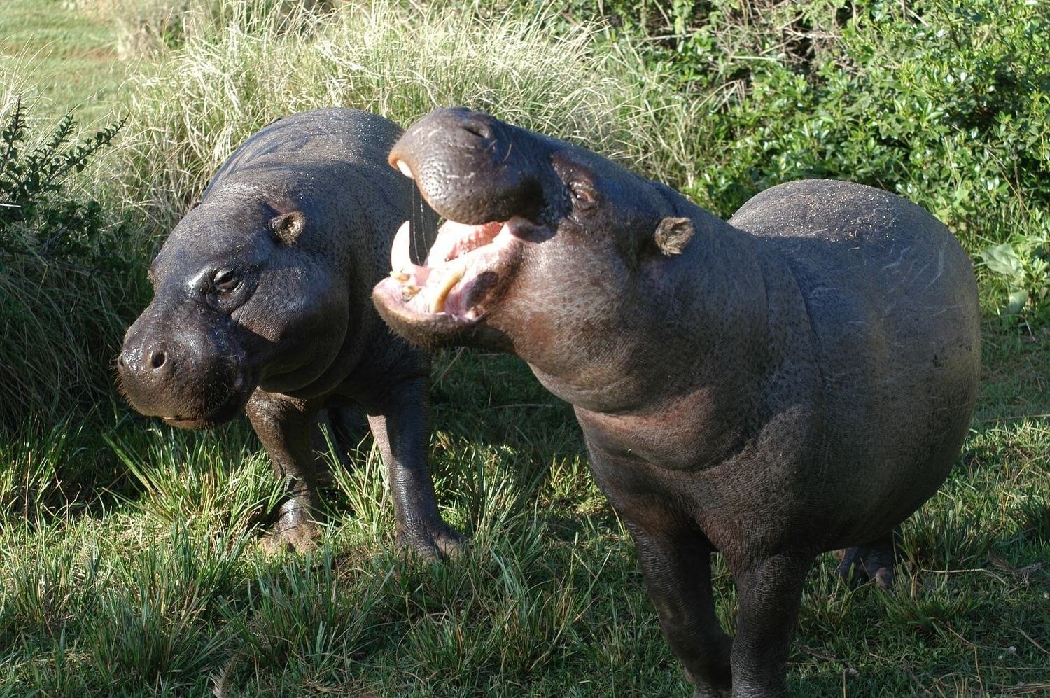 Adopt A Pygmy Hippopotamus