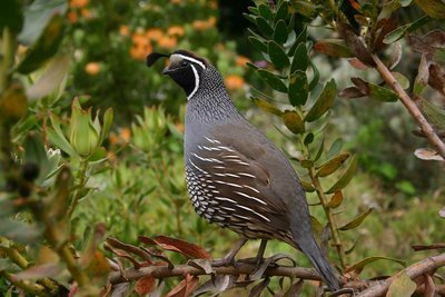 Adopt A Quail