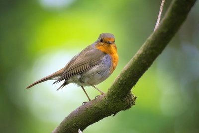 Adopt A Robin