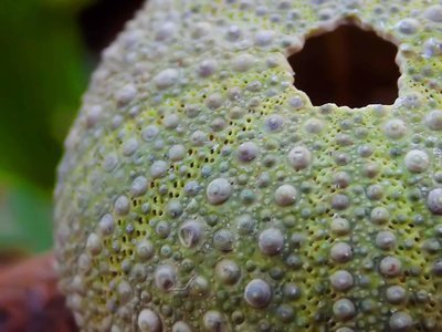Adopt A Sea Urchin
