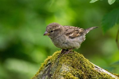 Adopt A Sparrow