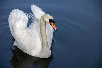 Adopt A Swan