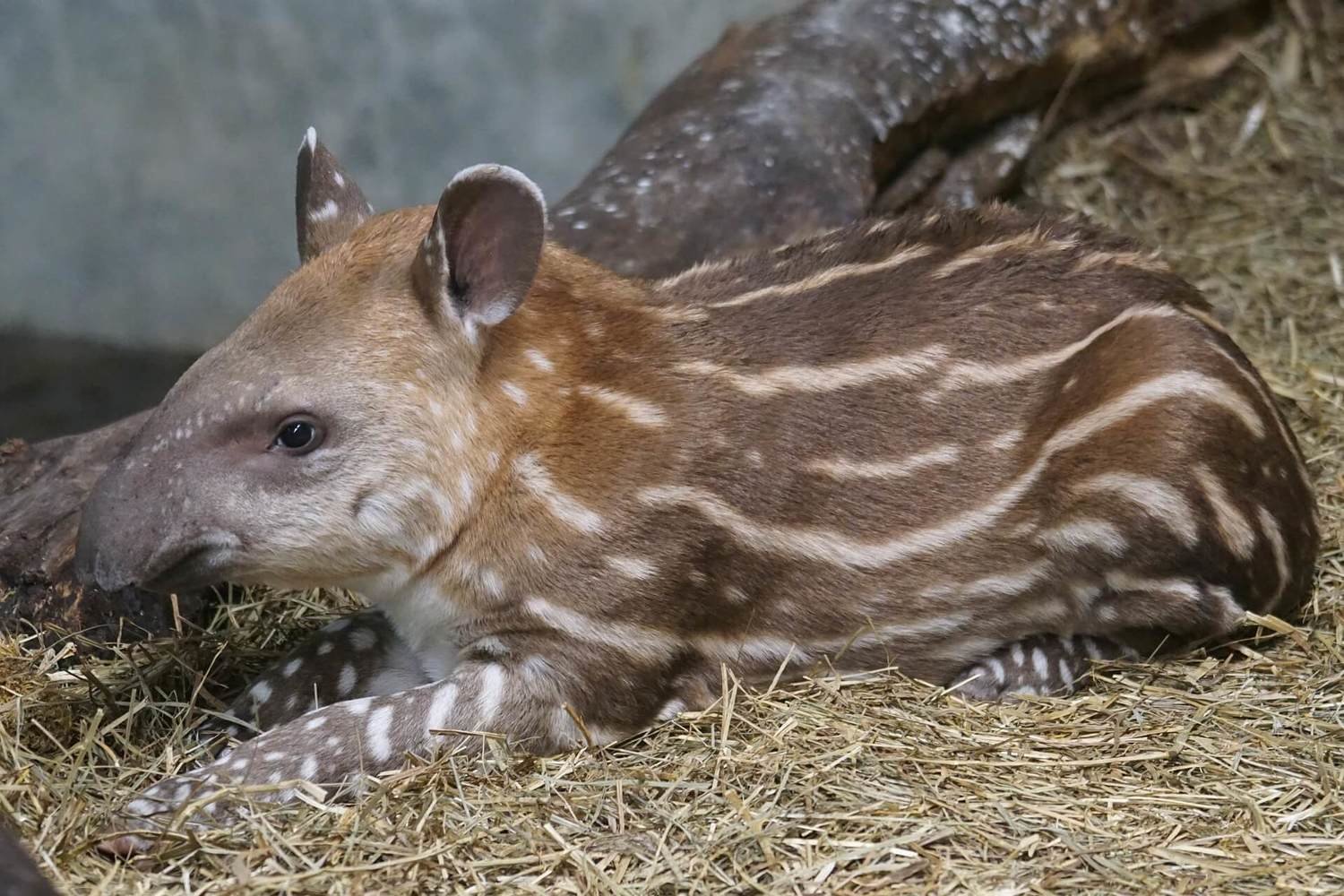 Adopt A Tapir