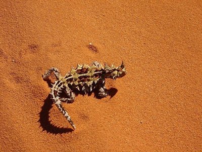 Adopt A Thorny Devil