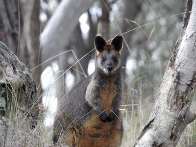 Adopt A Wallaby