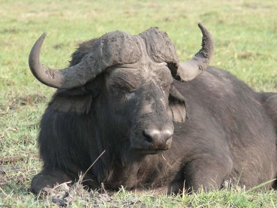 Adopt A Water Buffalo